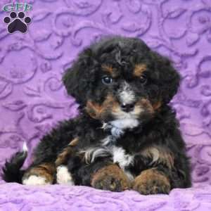 Doe, Mini Bernedoodle Puppy